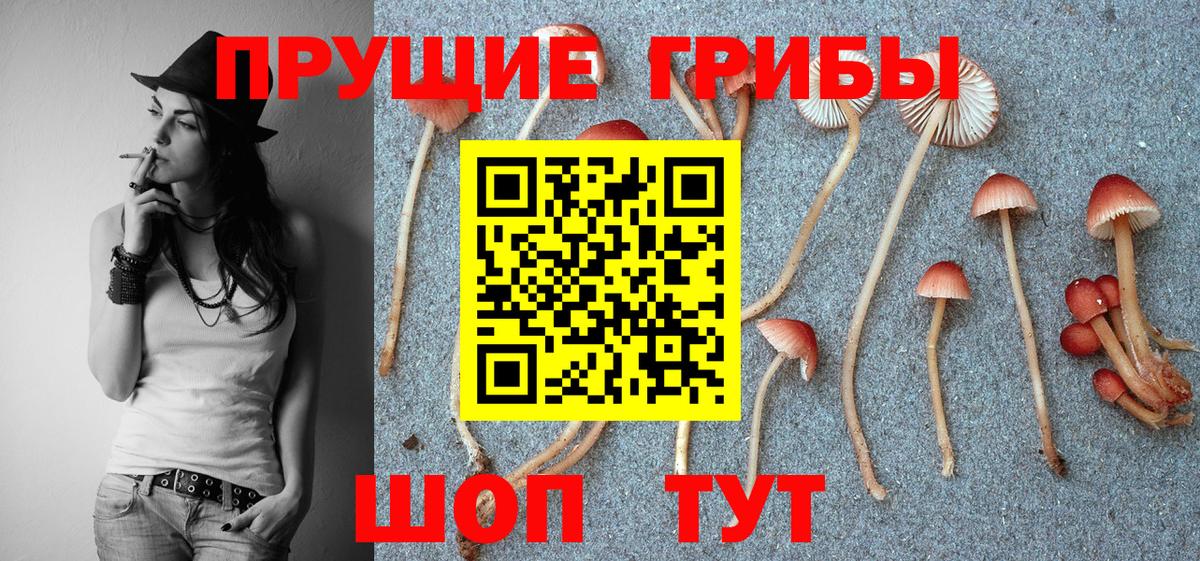 купить наркоту  Галлюциногенные грибы мицелий  Вход с VPN  Славгород 